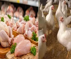 قیمت مرغ امروز دوشنبه 9 شهریور 1405 / کاهش 60 هزار تومانی