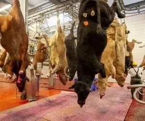 فرآوری گاو؛ گاو رو پروار کردن و حسابی ازش بهره کشی کردن درسته چرخش میکنن واسه کباب