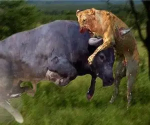 شاهکار حیات وحش / وقتی شیر با دریدن سر بچه بوفالو مادر را عصبانی کرد چه شد؟