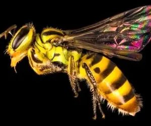 آن روی طبیعت وحشی؛ چرا زنبور بعد از نیش زدن میمیره؟ 