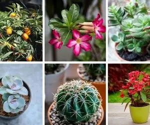 گیاهان آپارتمانی مناسب تابستونِ خیلی گرم / مخصوص اون هوایی که میشه رو آسفالت نیمرو زد