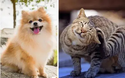 چجوری بفهمم تو موهای پت حشره رفته؛ سگ و گربه خونگیتو از کک و مک نجات بده/روش درمان