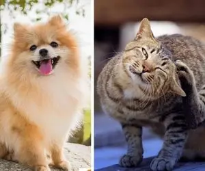 چجوری بفهمم تو موهای پت حشره رفته؛ سگ و گربه خونگیتو از کک و مک نجات بده/روش درمان