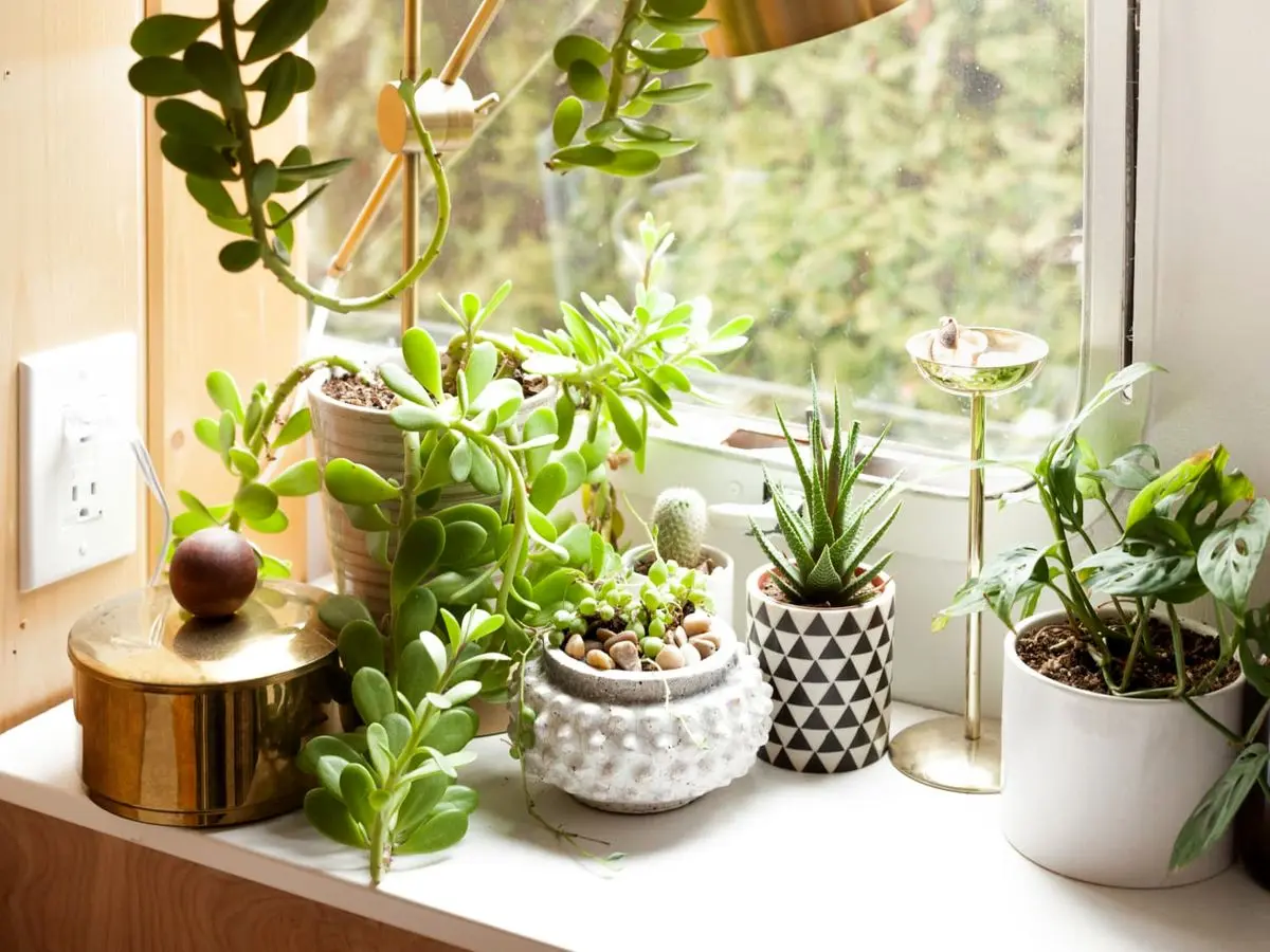 ارزان ترین گیاهان آپارتمانی