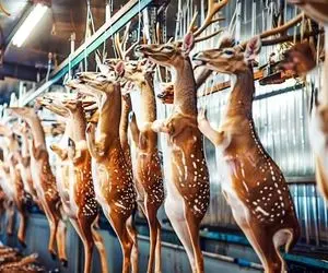 فرآوری شاخ گوزن؛ آهو رو به طرز کمی ناجوانمردانه کشتار می کنن هم واسه گوشت و هم شاخش