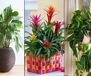 گیاهان آپارتمانی ارزان/ به گلا هم گفتیم قشنگ دور برداشتن گرون شدن اما اینا شیکن و مفت