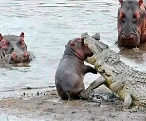 بر مدار وحش؛ شکارچی مرداب با هدف گرفتن توله اسب آبی به استقبال مرگ رفت