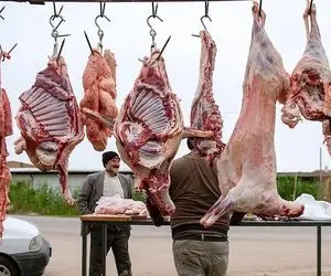 (جدول) قیمت دام زنده امروز ۳۰ مهر ۱۴۰۳ / آرامش کامل بر بازار غالب است