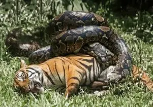 مستند حیات وحش؛ پیتون غول چمباتمه زد دور ببر لهیده شه واسه بلع آسون