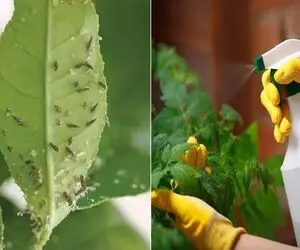آفت کش های طبیعی برای گیاهان آپارتمانی که میتونید تو خونه درست کنید / بی خطر و ارزون
