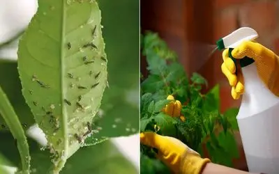 آفت کش های طبیعی برای گیاهان آپارتمانی که میتونید تو خونه درست کنید / بی خطر و ارزون