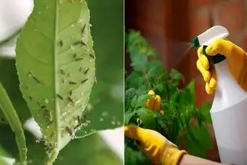 آفت کش های طبیعی برای گیاهان آپارتمانی که میتونید تو خونه درست کنید / بی خطر و ارزون