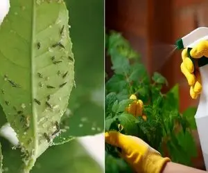 آفت کش های طبیعی برای گیاهان آپارتمانی که میتونید تو خونه درست کنید / بی خطر و ارزون