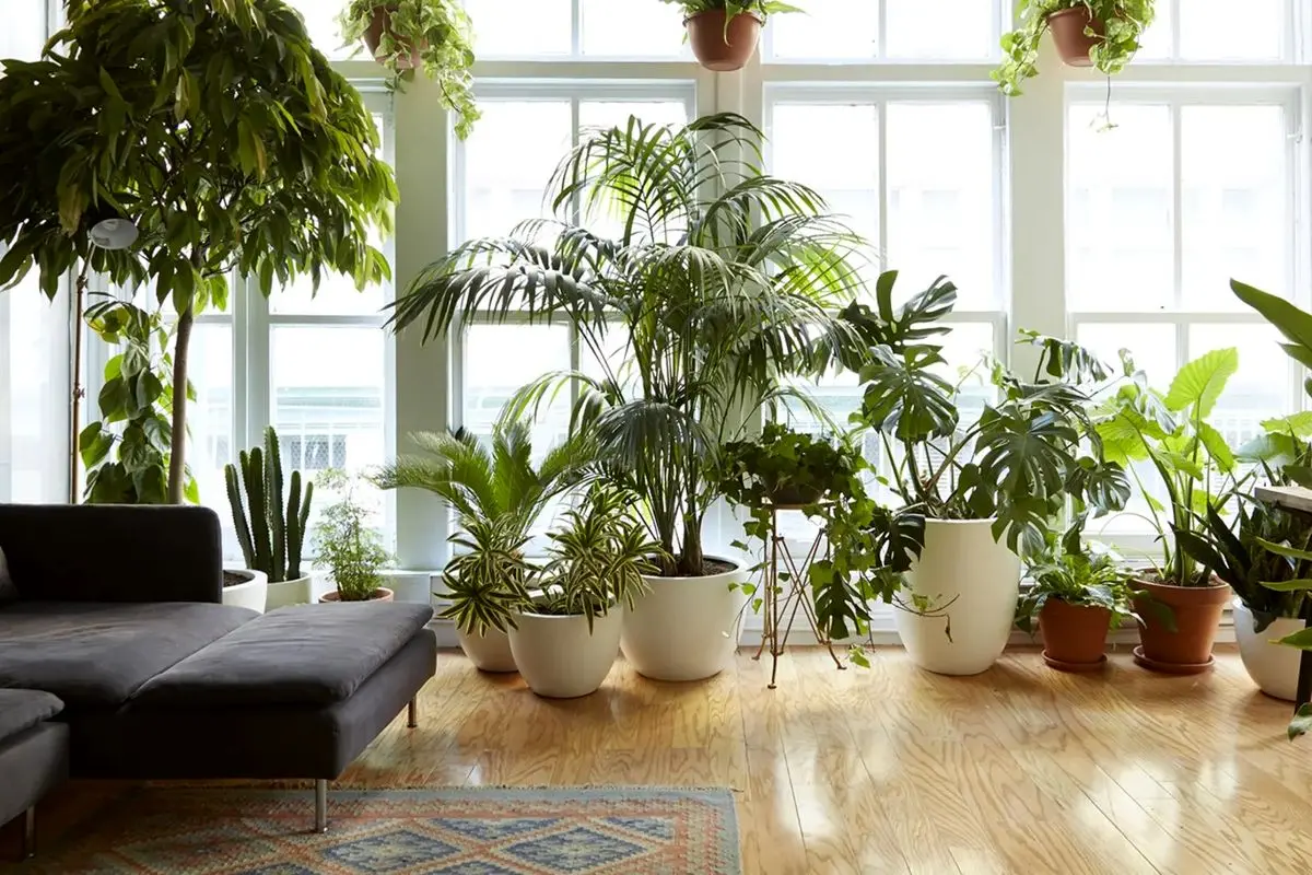گیاهان آپارتمانی مقاوم و خوشگل