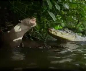 مستند حیات وحش؛ سمور مقابل تمساح یه دیکتاتور به تمام معناست