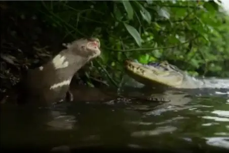 مستند حیات وحش؛ سمور مقابل تمساح یه دیکتاتور به تمام معناست
