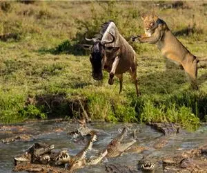 مستند حیات وحش؛ کل یالدار میون دوتا درنده مونده اینور بره یا اونور