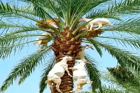 دامداری نوین؛ بزها خرماهای کف زمین رو خوردن دیدن خوشمزس پیگیر شدن تا بالای درخت