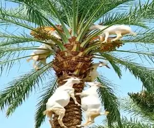دامداری نوین؛ بزها خرماهای کف زمین رو خوردن دیدن خوشمزس پیگیر شدن تا بالای درخت
