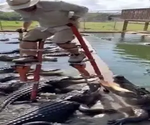 معماری طبیعت؛ کروکودیل ها نقشه قتل مرد رو کشیدن بی نقص اجراش کردن