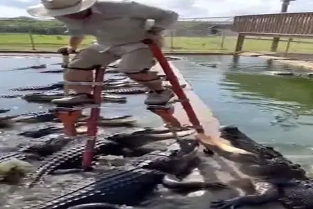 معماری طبیعت؛ کروکودیل ها نقشه قتل مرد رو کشیدن بی نقص اجراش کردن