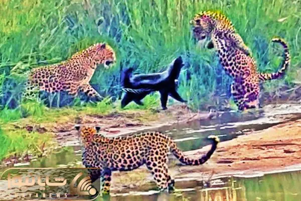 3 Leopards Have Epic Battle with Honey Badger