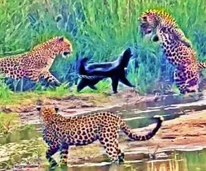 از جذابیت های حیات وحش؛ نبرد حماسی سه پلنگ برای شام با یک گورکن عسل خوار 