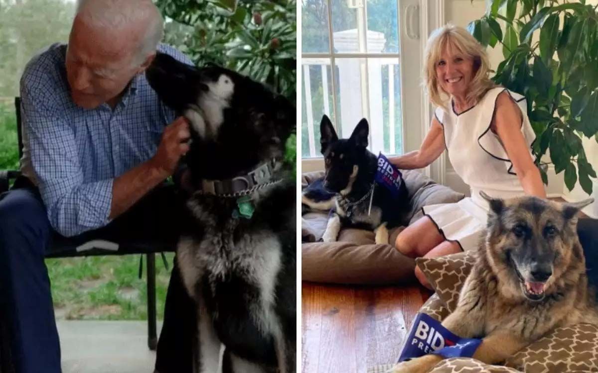 from-the-white-house-to-the-dog-house-bidens-german-shepherd-major-sent-back-home-to-wilmington-after-he-bit-white-house-security-agent