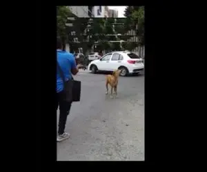 آواز خیابانی؛ ببینید سگ چطور با دوره گرد همخوانی میکنه فقط اینکه آهنگ رو پیدا کرد