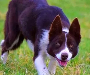 (عکس) گران ترین سگ جهان؛ بیش از 800 میلیون!