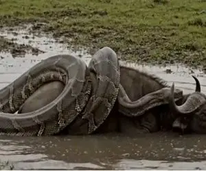 مستند حیات وحش؛ مار تنومند پیچید دور بوفالوی پخمه فیتیله پیچش کرد ابهتش ریخت