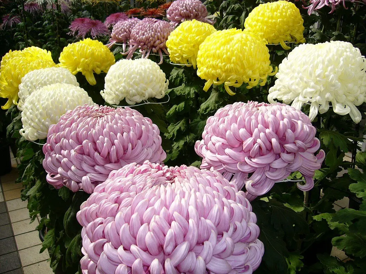 گیاه داوودی تصفیه