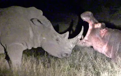 دیدنی های رازبقا؛ مواجه ناغافل کردگدن و اسب آبی در سیاهی شب