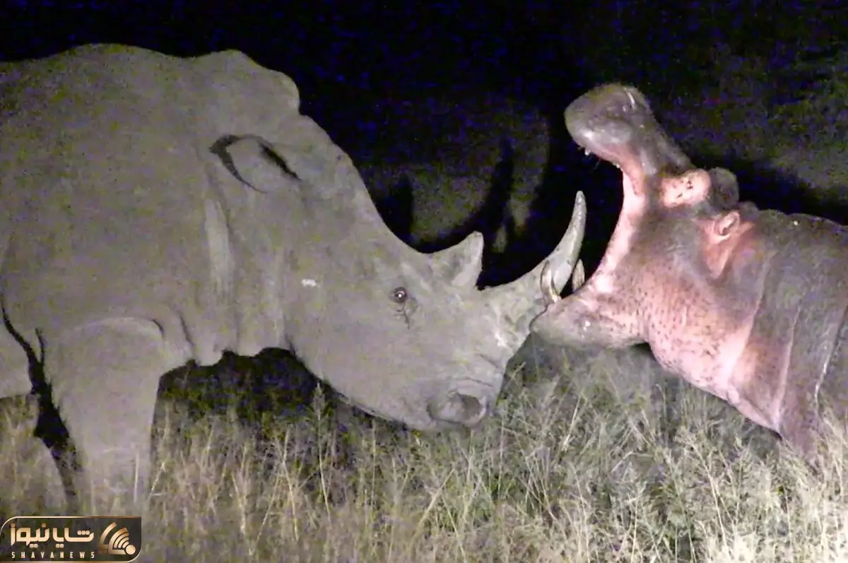 دیدنی های رازبقا؛ مواجه ناغافل کردگدن و اسب آبی در سیاهی شب