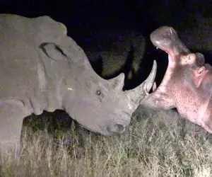 دیدنی های رازبقا؛ مواجه ناغافل کردگدن و اسب آبی در سیاهی شب