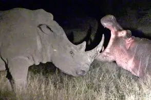 دیدنی های رازبقا؛ مواجه ناغافل کردگدن و اسب آبی در سیاهی شب