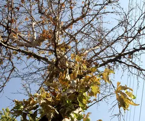 دلیل خزان چنارهای کرج در تابستان داغ