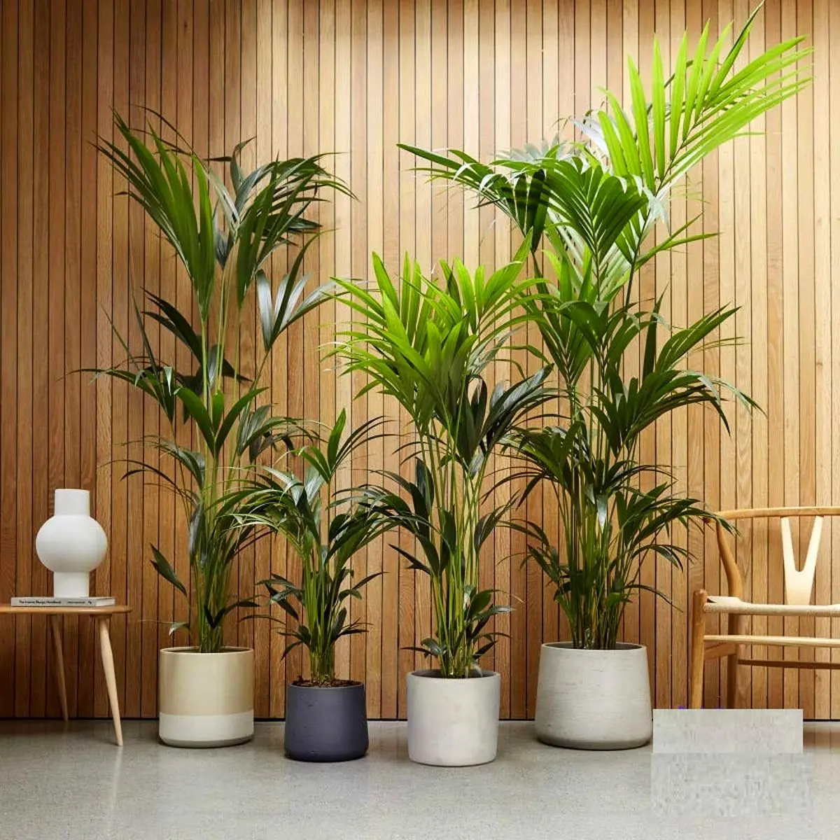 گیاهان آپارتمانی بزرگ