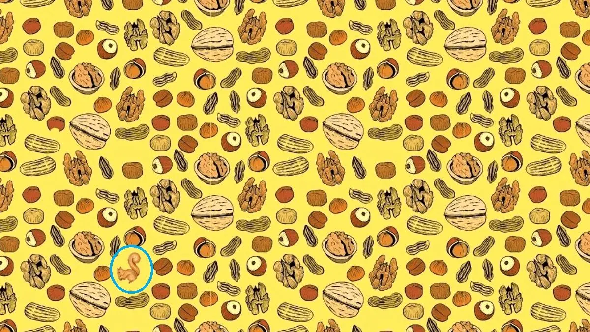 پاسخ-تست-بینایی-سنجاب-پنهان-شده-بین-آجیل_ها