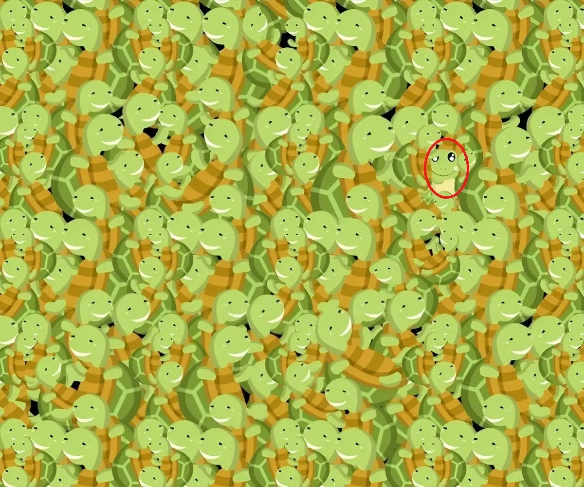 پاسخ-تست-بینایی-قورباغه_ی-پنهان-شده-میان-لاک-پشت-ها