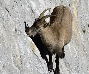 مستند حیات وحش؛ بزهای کوهی روی سینه کش کوه جوری می دوند انگار جاذبه مسخره است