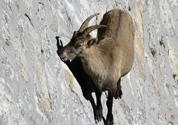 مستند حیات وحش؛ بزهای کوهی روی سینه کش کوه جوری می دوند انگار جاذبه مسخره است