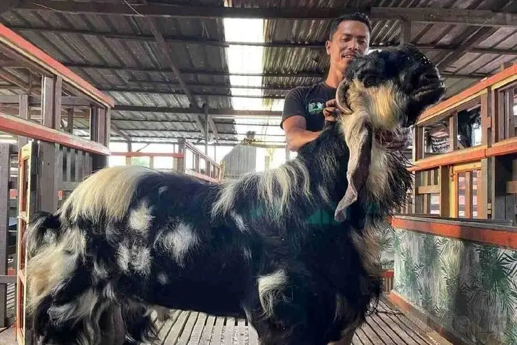 فرآوری بز؛ بزی که دستکاری شده که از پشت شبیه اسب و از جلو هیولا است