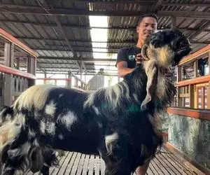 فرآوری بز؛ بزی که دستکاری شده که از پشت شبیه اسب و از جلو هیولا است