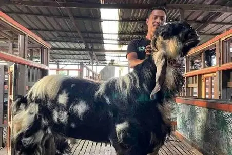 فرآوری بز؛ بزی که دستکاری شده که از پشت شبیه اسب و از جلو هیولا است