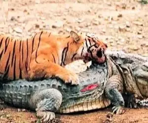 جذابیت حیات وحش / تمساح طعمه ای دندانگیر بود اما شیره ببر برای بلع کشیده شد