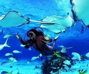 همه چیز درباره غواصی در تور کیش