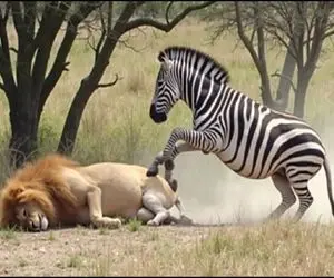 مستند حیات وحش / نبرد خر راه راه با شیر وقتی شیر به خواب ابدی رفته