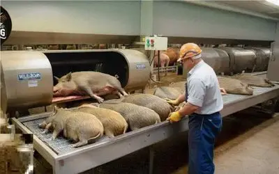 فرآوری گراز؛ گراز با دنبال بازی خلاص میکنن ببرن سلاخخونه شقه کنن برای کباب