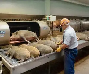 فرآوری گراز؛ گراز با دنبال بازی خلاص میکنن ببرن سلاخخونه شقه کنن برای کباب